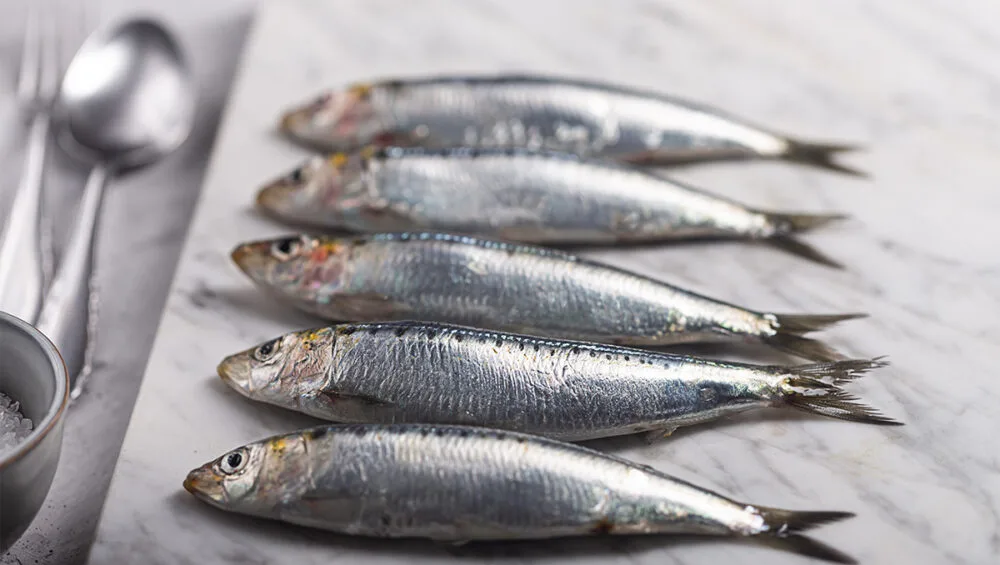Hablemos de Sardinas
