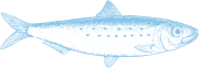 sardina sardina